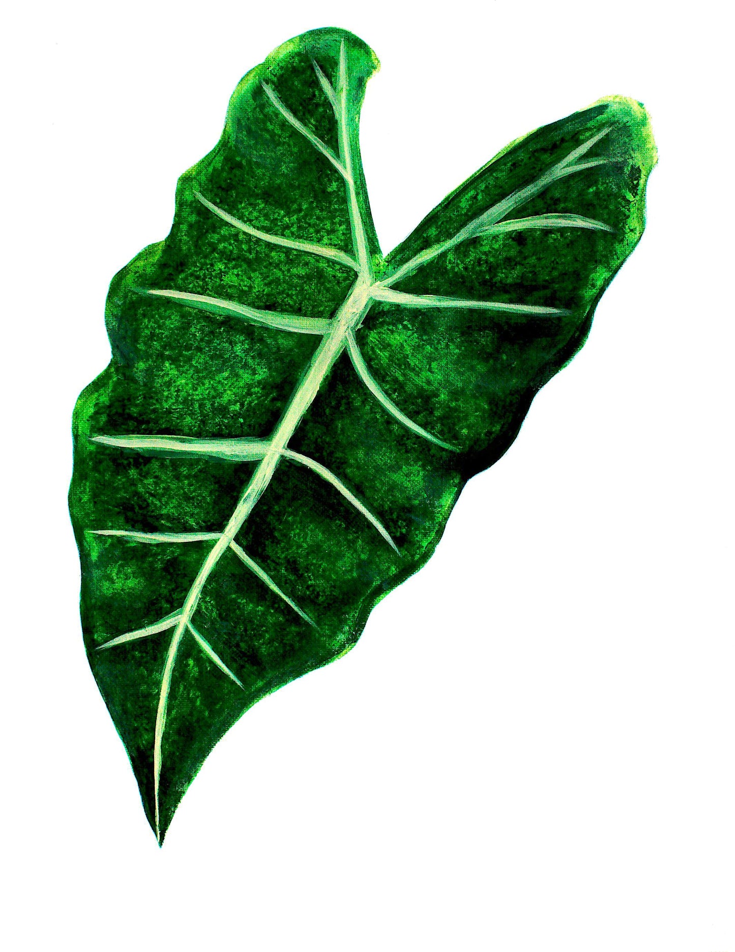 Alocasia Frydek