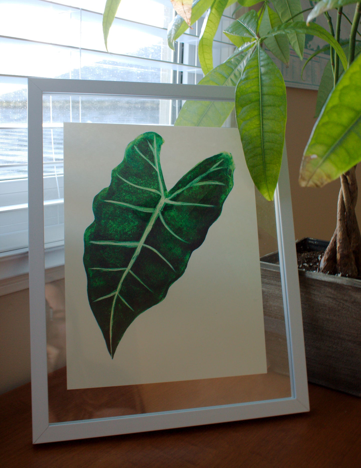 Alocasia Frydek