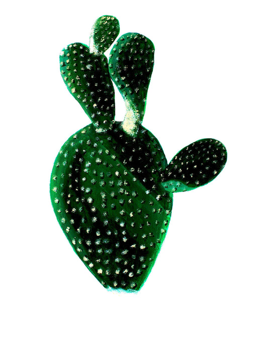Bunny Ear Cactus