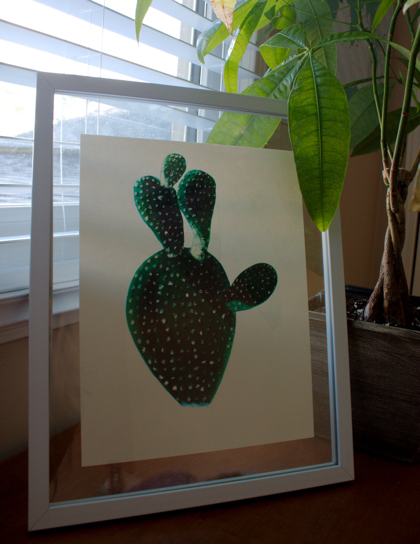 Bunny Ear Cactus