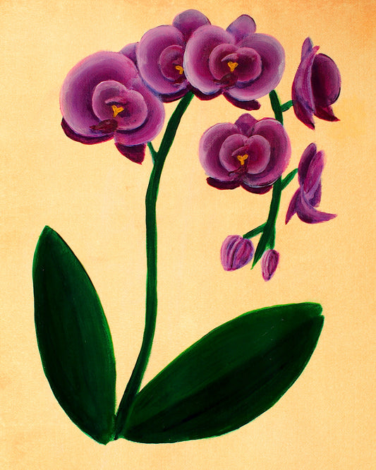 Phalaenopsis Orchid