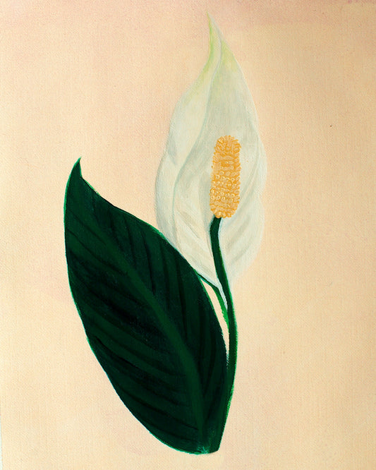 Peace Lily