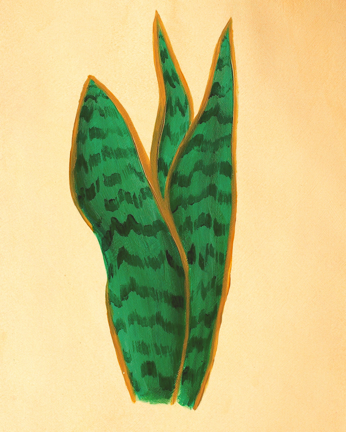 Snake Plant