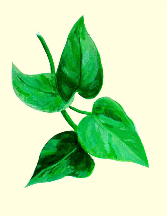 Marble Queen Pothos