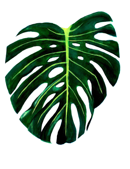 Monstera Deliciosa