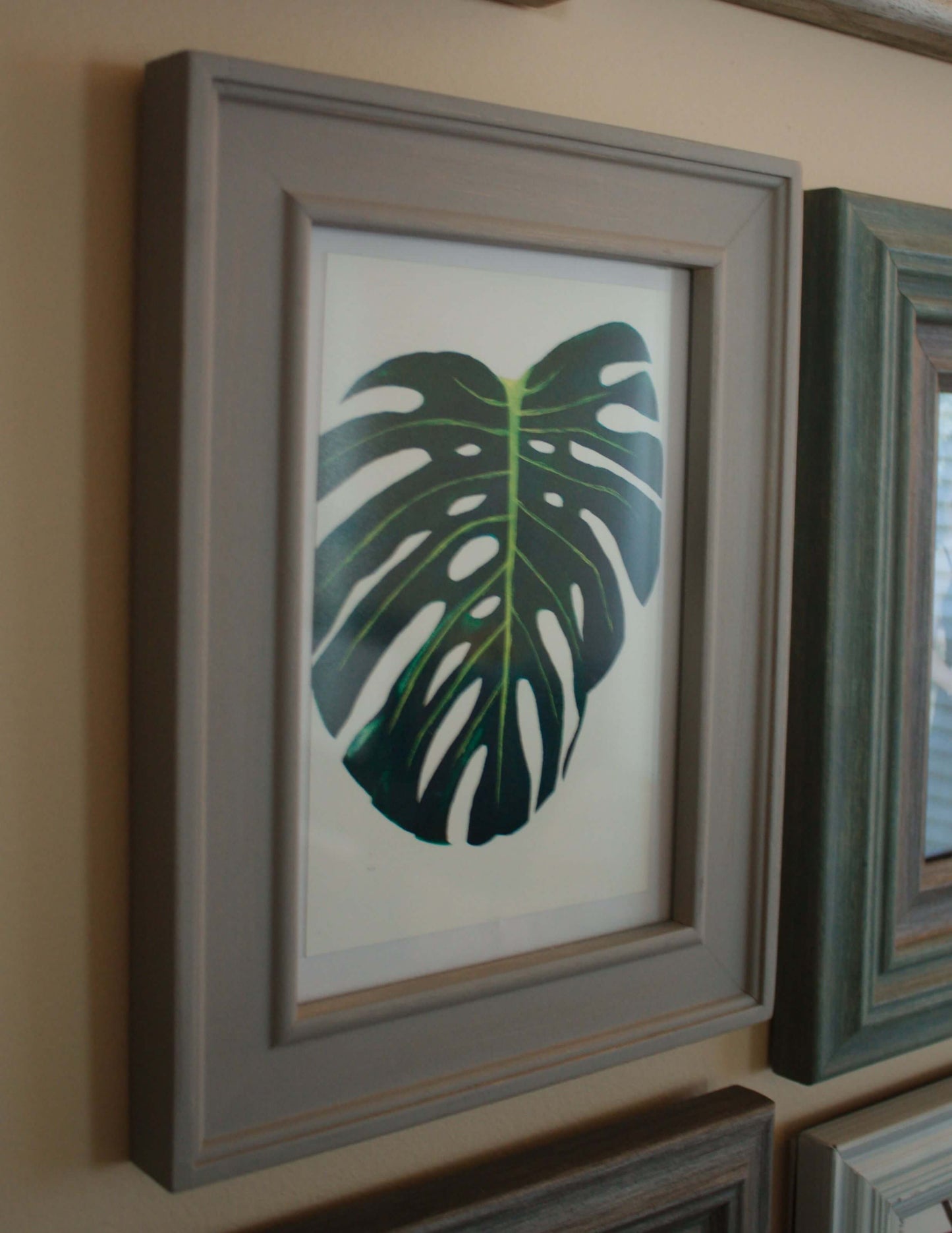 Monstera Deliciosa