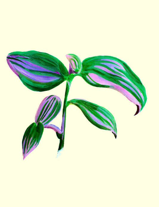 Tradescantia Nanouk