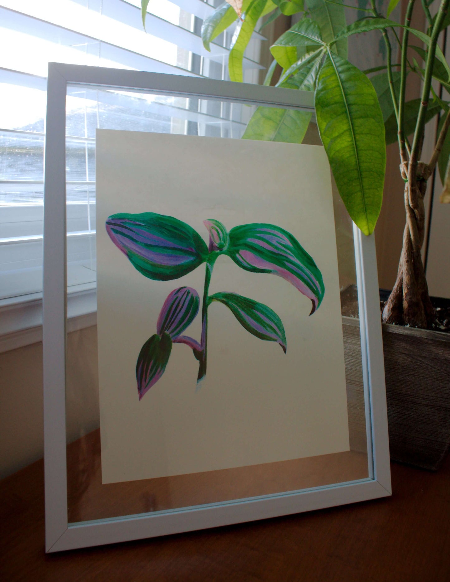 Tradescantia Nanouk