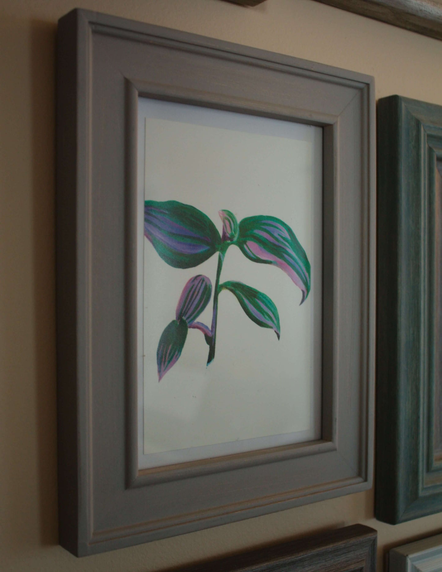 Tradescantia Nanouk