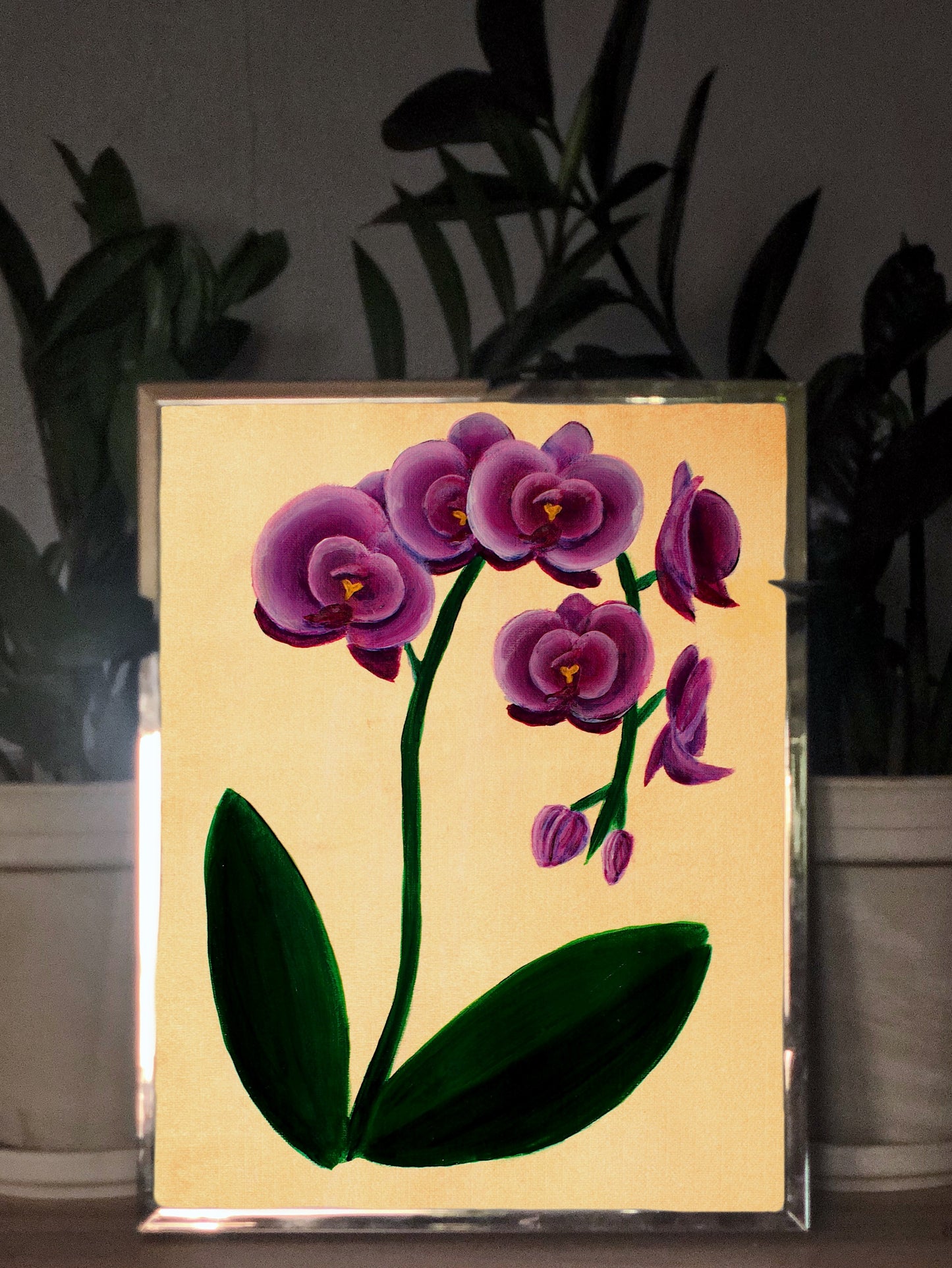 Phalaenopsis Orchid