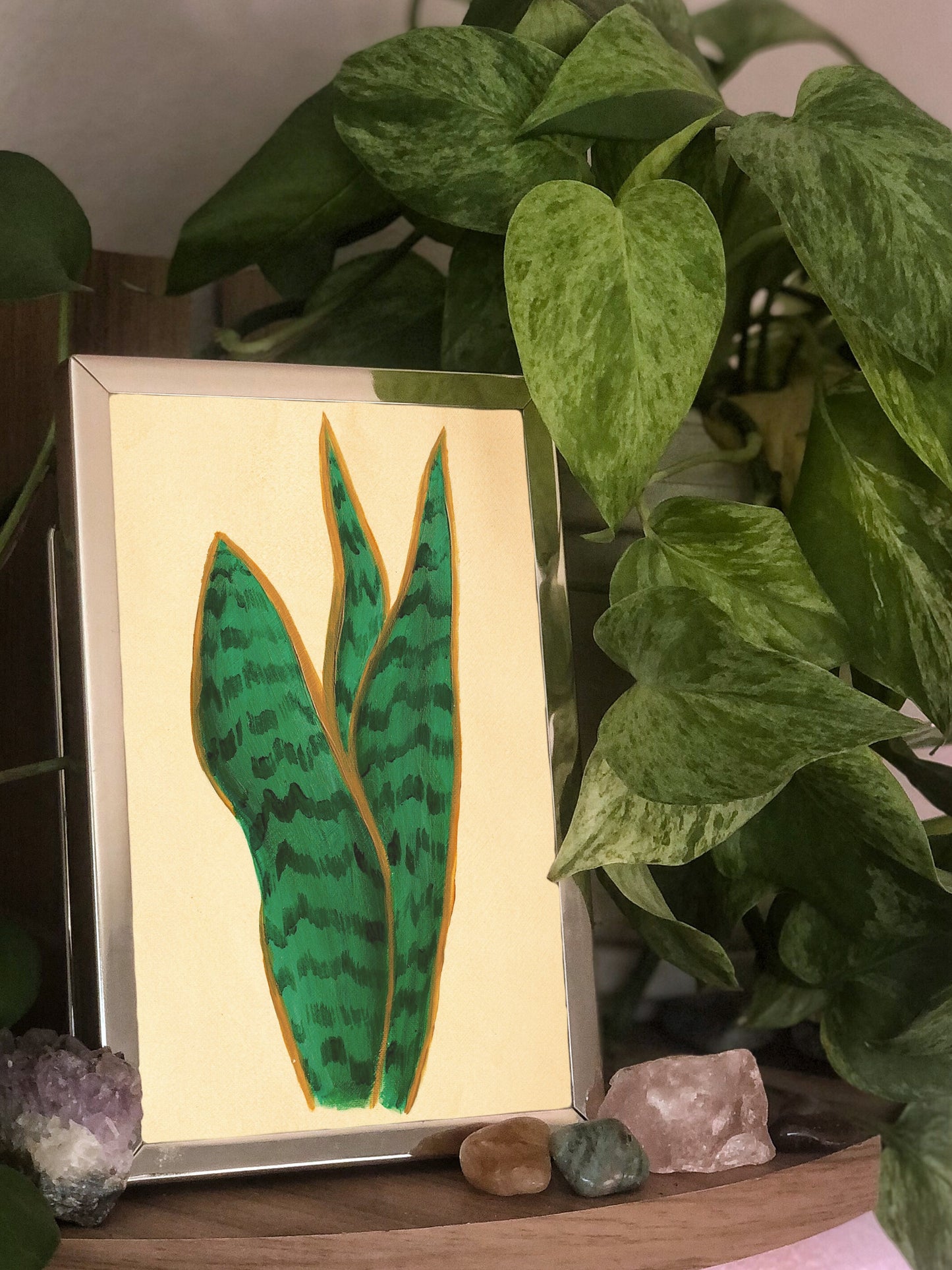 Snake Plant