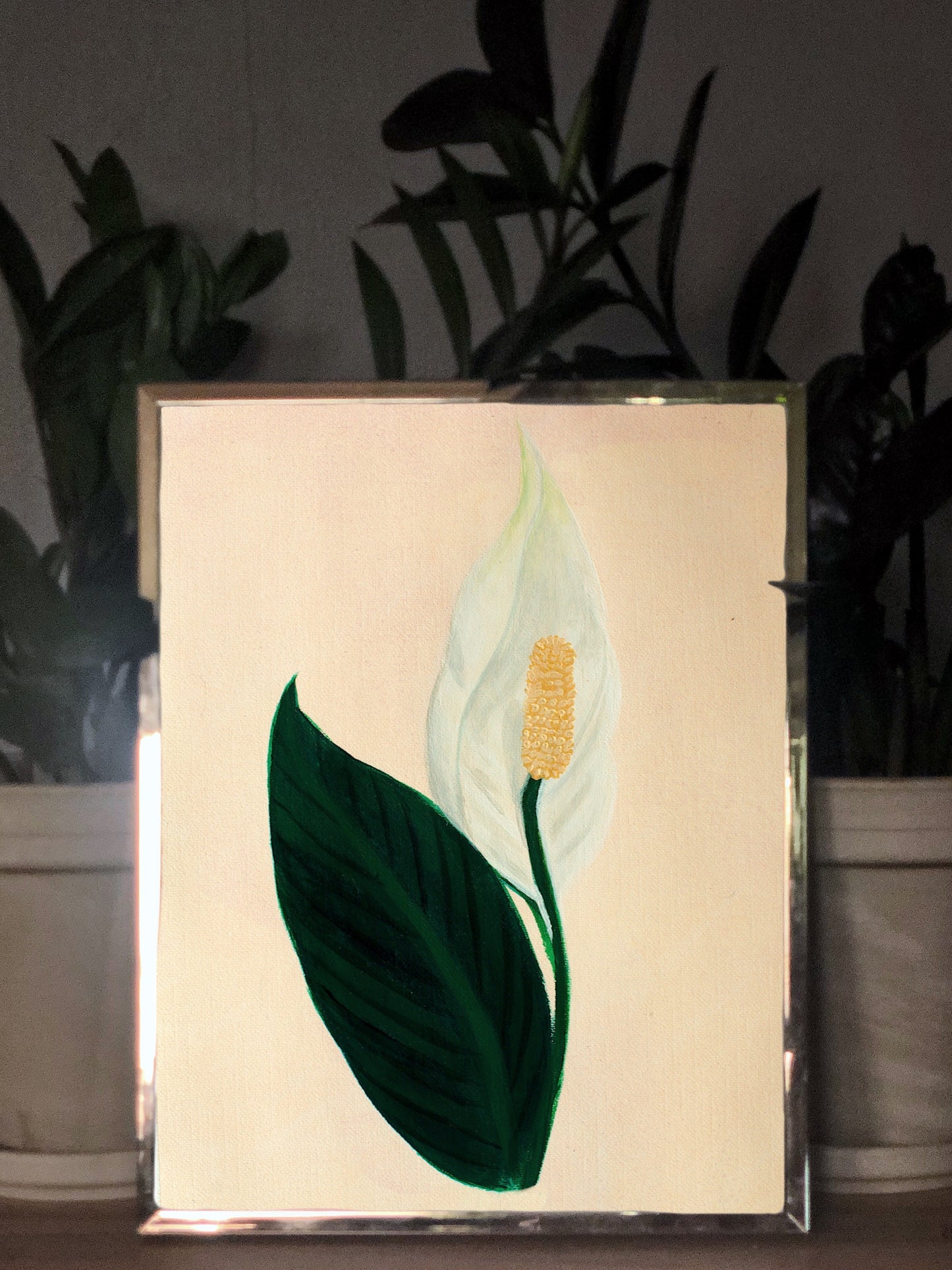 Peace Lily