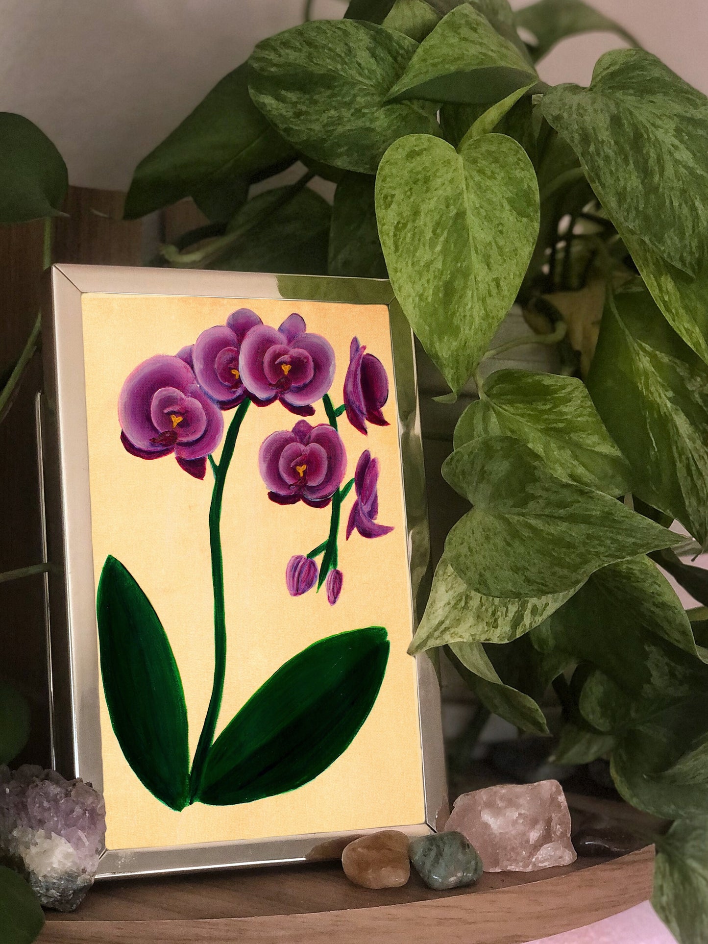 Phalaenopsis Orchid