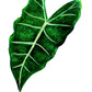 Alocasia Frydek
