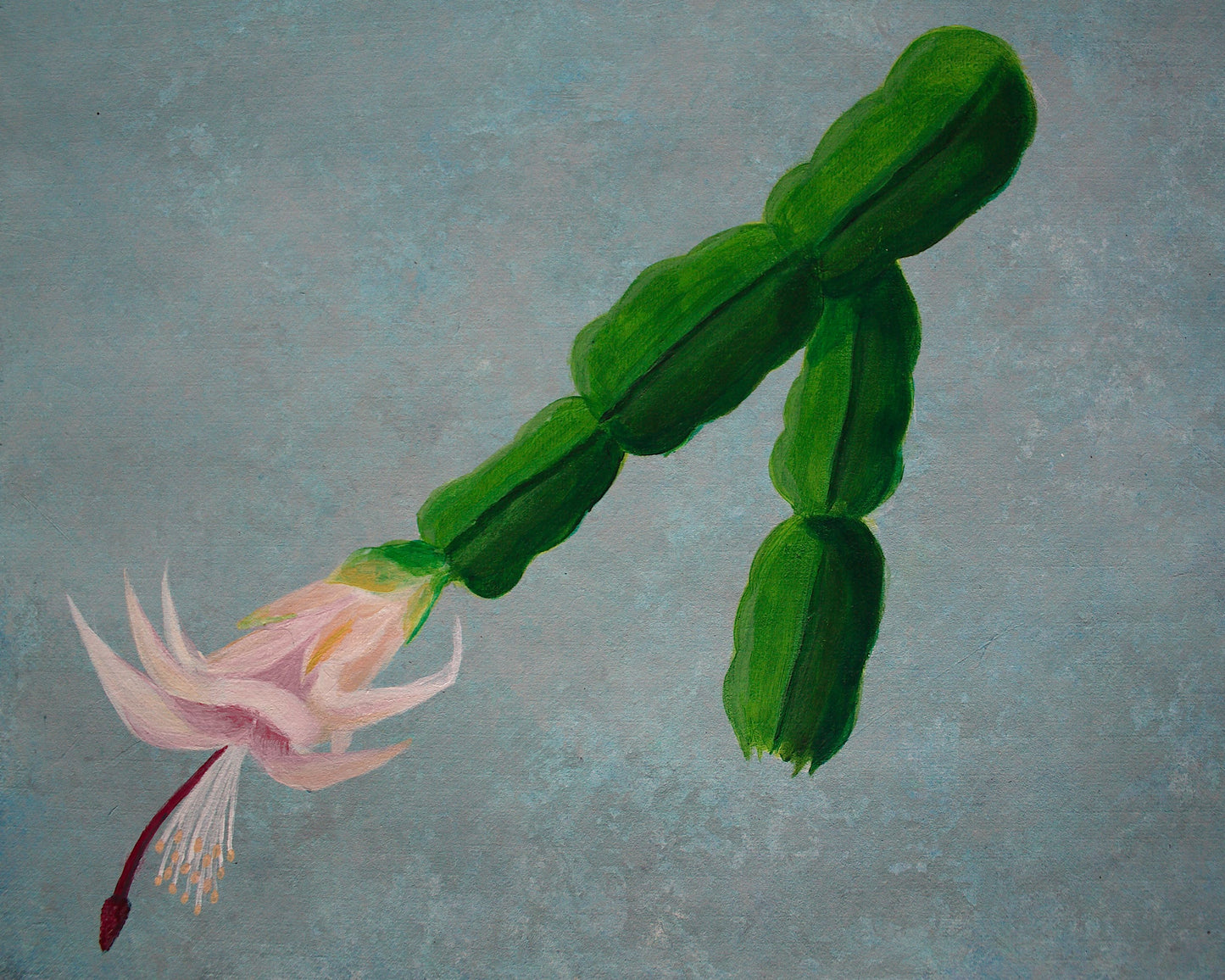 Christmas Cactus