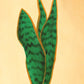 Snake Plant