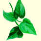 Marble Queen Pothos