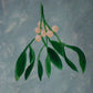 Mistletoe