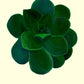 Rose Succulent