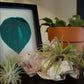 Watermelon Peperomia