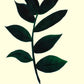 Raven ZZ Plant