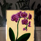 Phalaenopsis Orchid