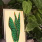 Snake Plant