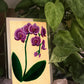 Phalaenopsis Orchid